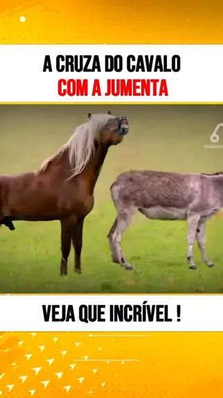 cruzamento de jumenta|O Que Nasce do Cruzamento do Cavalo Com a。